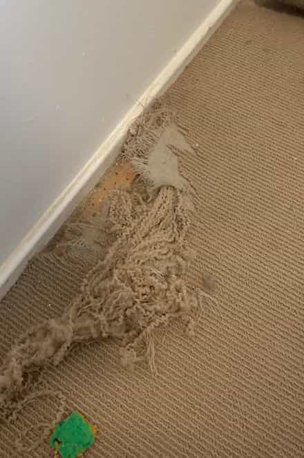 Carpet Damage Repair Holder